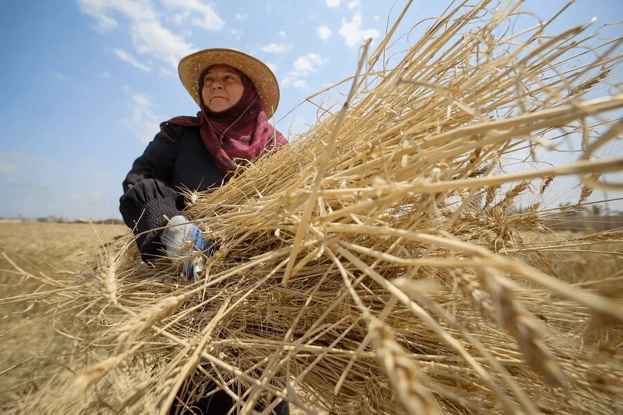 Farmer in a field